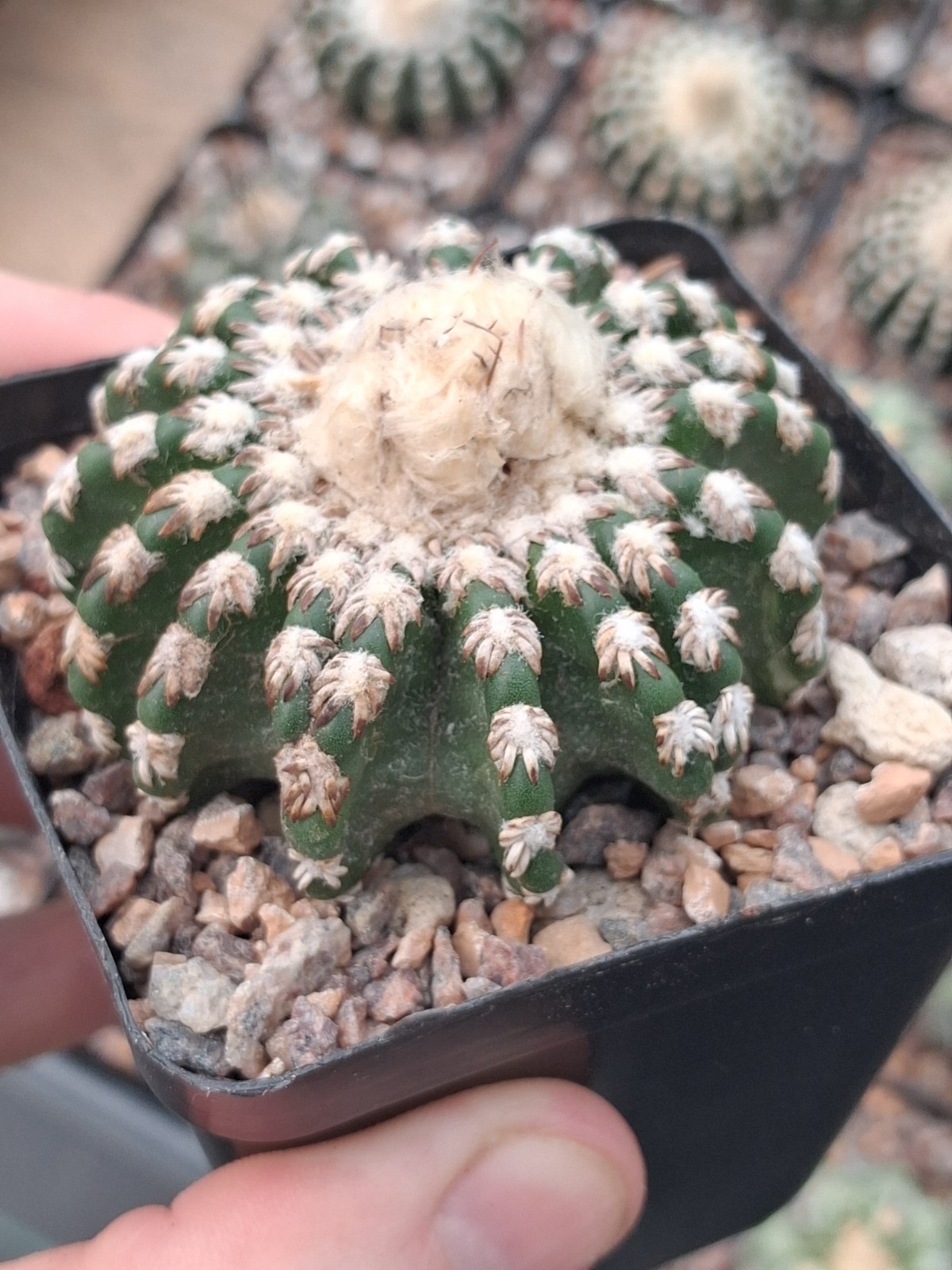 Discocactus hortsii BIG plant with cephalium US seller