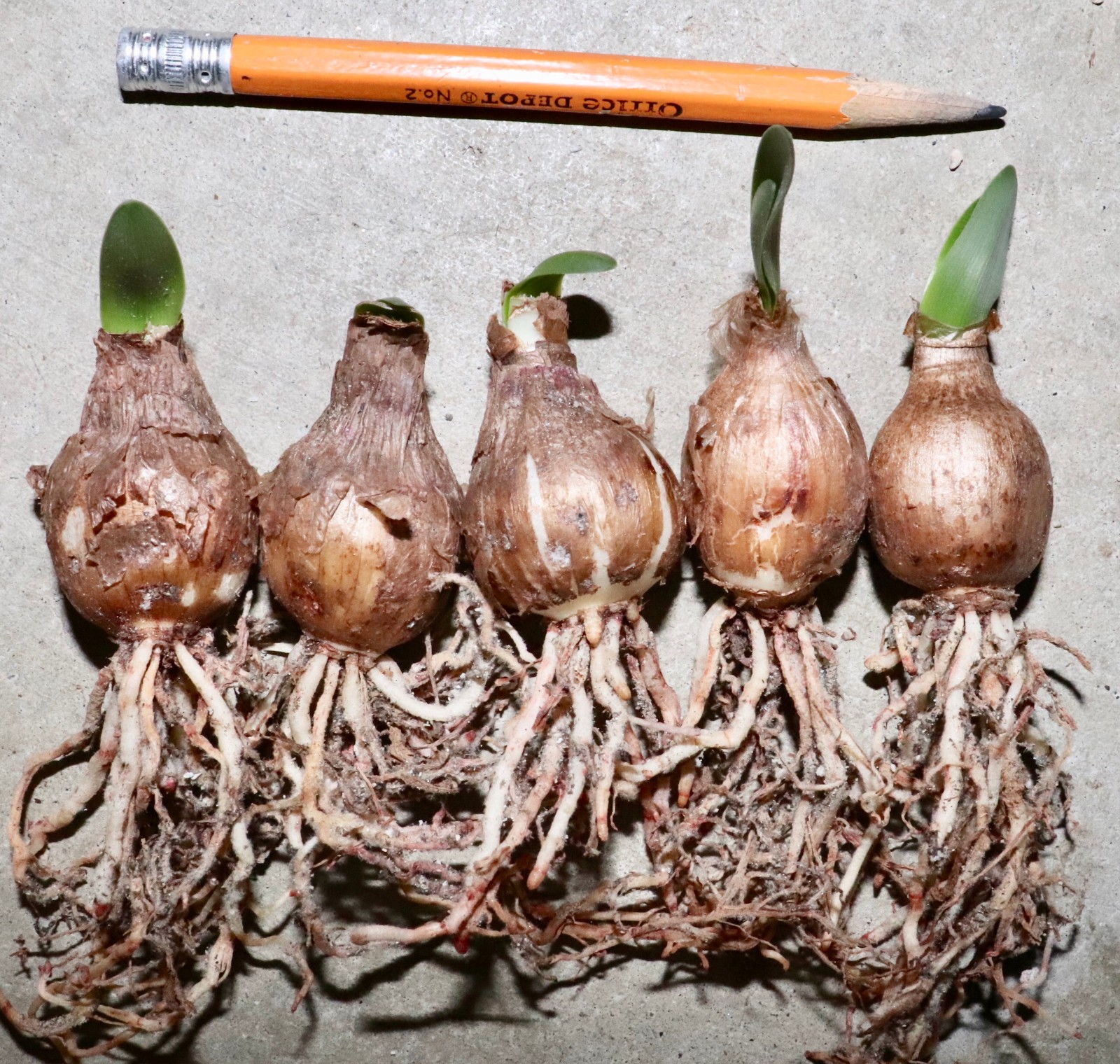 Hippeastrum solandriflorum 5 year bulb Venezuela