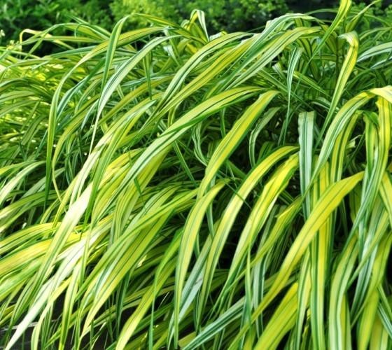 ( 1 ) – Aureola Japanese Forest Grass – Starter Plant ( 7m ) ( 1 live plant )