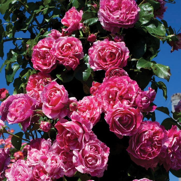 Raspberry Creme Twirl Climbing Rose 1.5 Gal Potted Striped Flowers, Own Root