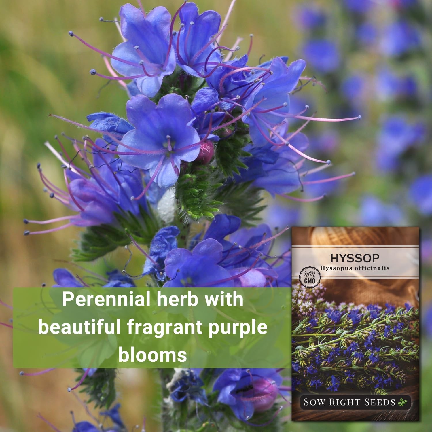 Sow Right Seeds – Hyssop Seed for Planting – Medicinal Herb to Plant purple