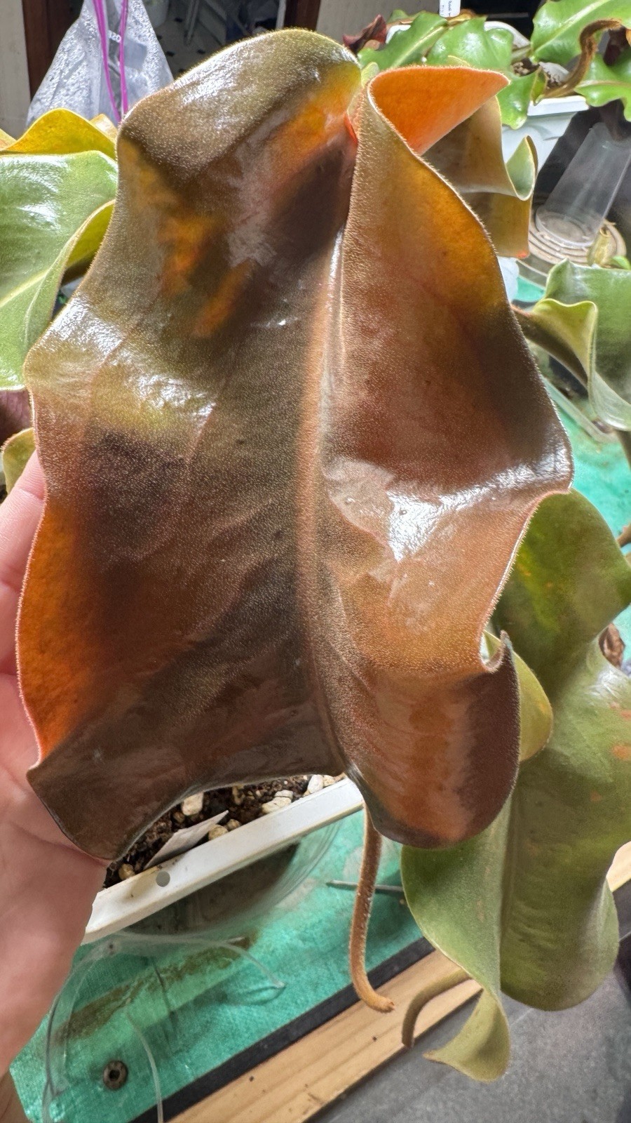 Nepenthes Truncata Highland Reddish Leaves AW Clone 1 Specimen Size Please Read!