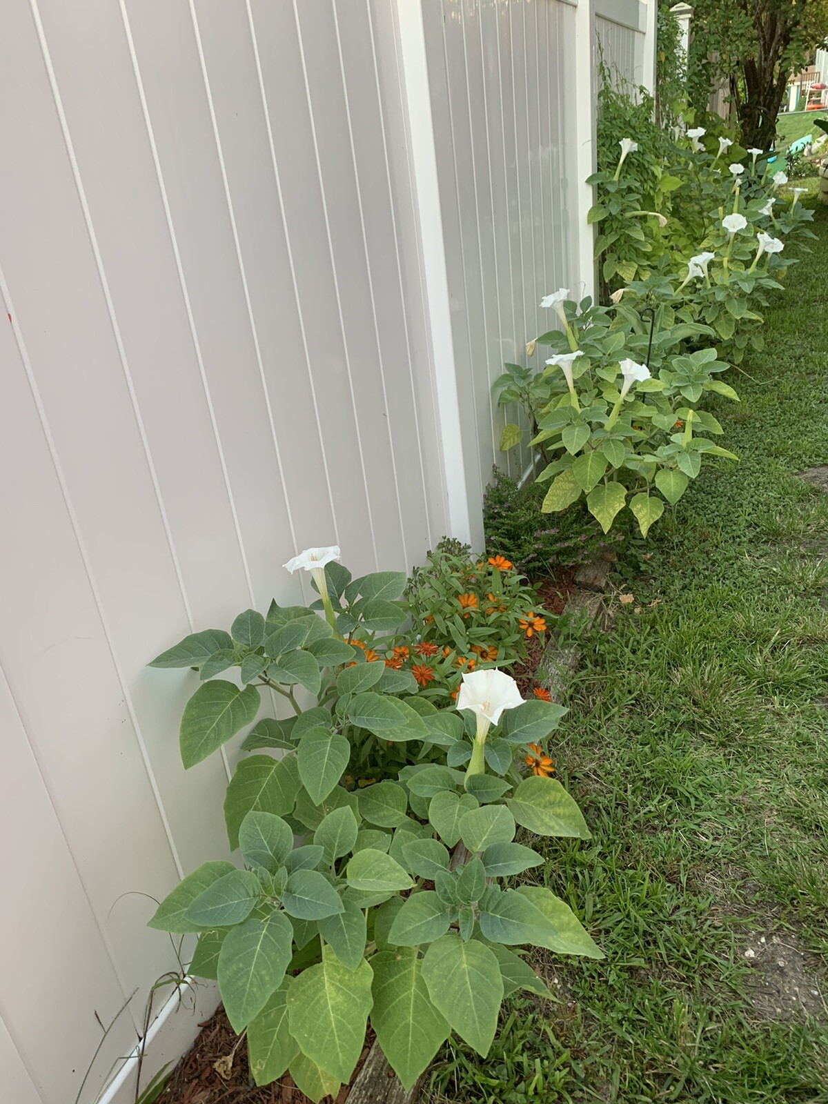 (200 SEEDS) White Moon Flower Angel’s Trumpet Day&Night Bloom Datura. 2023 Seeds