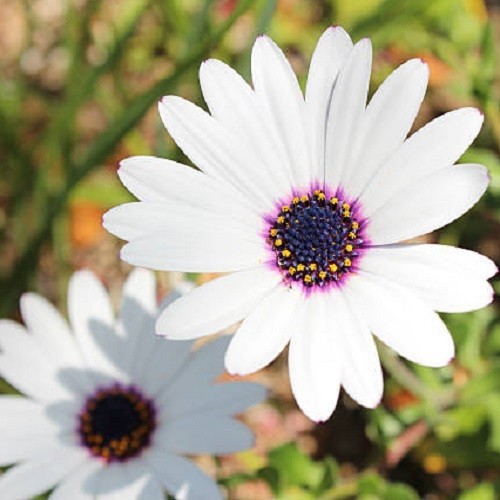 White Cape Daisy Seeds Gorgeous Purple, White Flowers, Easy To Grow Non-GMO