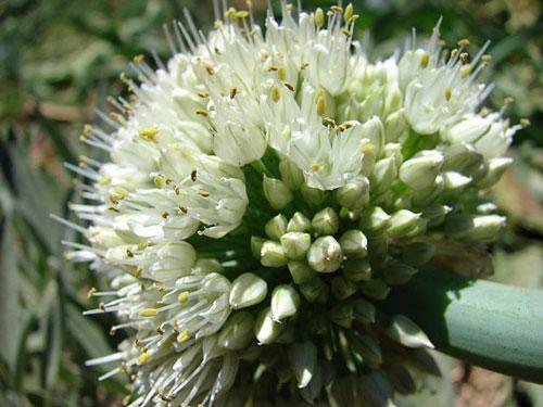 Allium fistulosum | Japanese Bunching or Welsh Onion | 5 Seeds