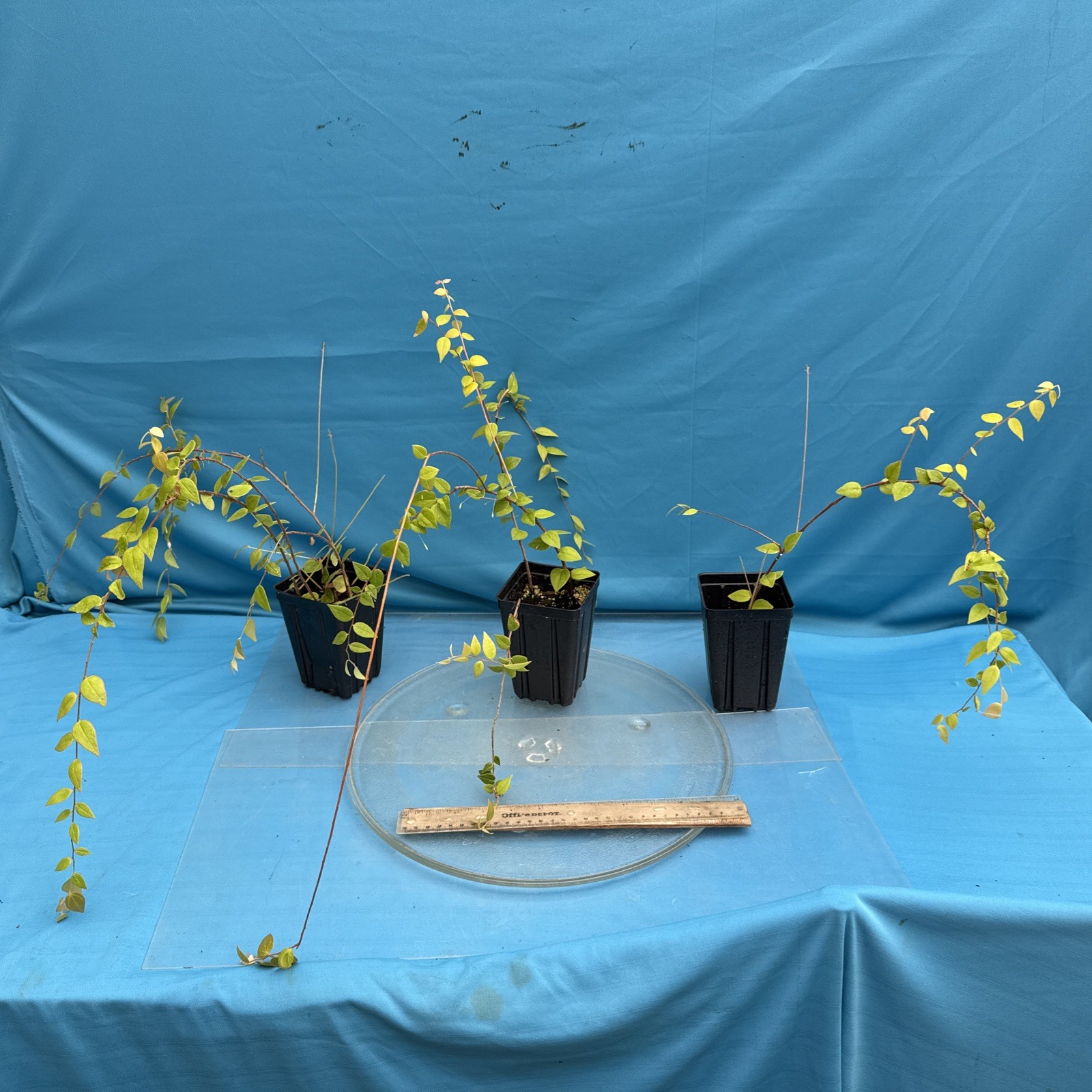 Sphyrospermum ellipticum Newly Established Large Neotropical Ericaceae 4.5” Pot