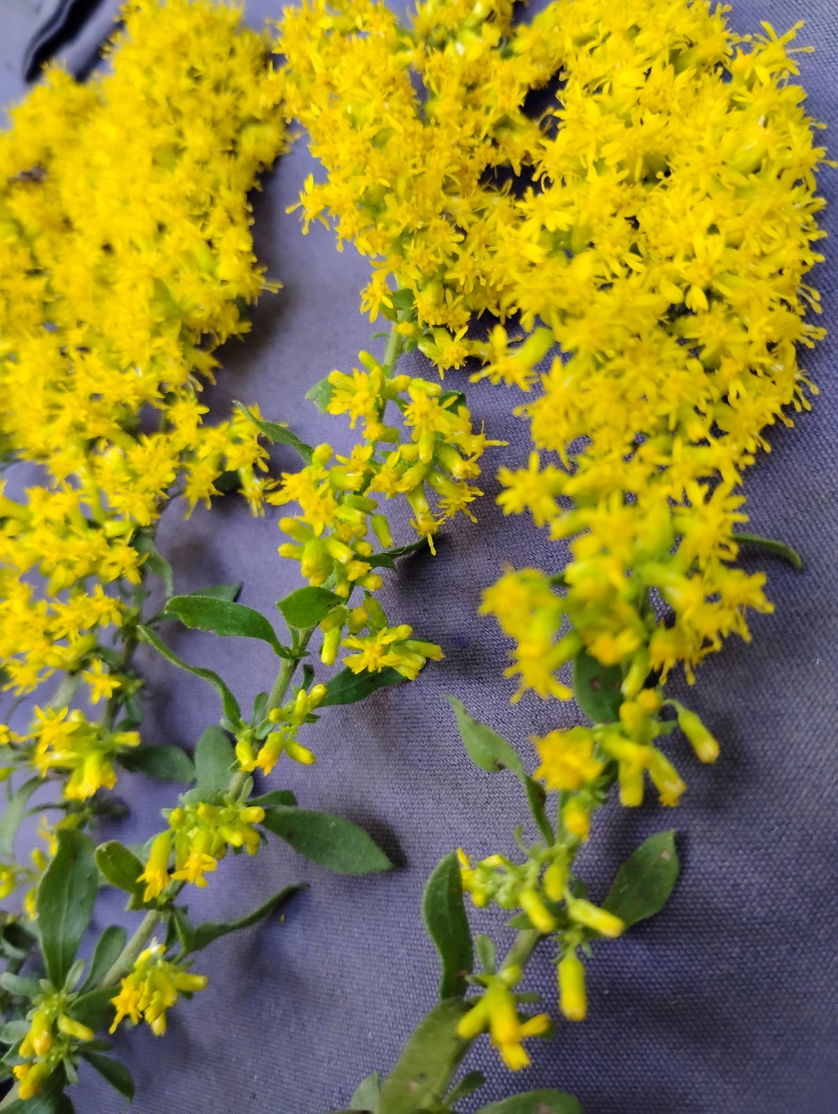 BUY 1- 1 FREE GOLDENROD GREAT FALL COLOR! VERY EASY PERENNIAL RECOMMEND!!