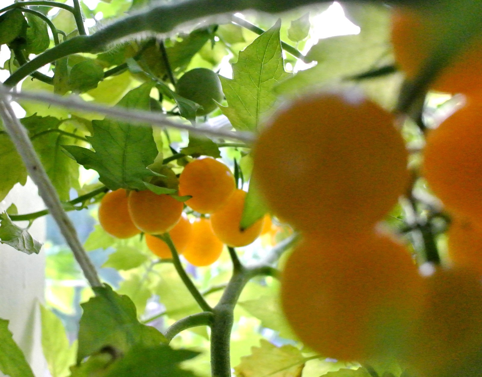 Wild Galapagos Tomato (Solanum Cheesmaniae) Prolific Disease Resistant 25+ Seeds