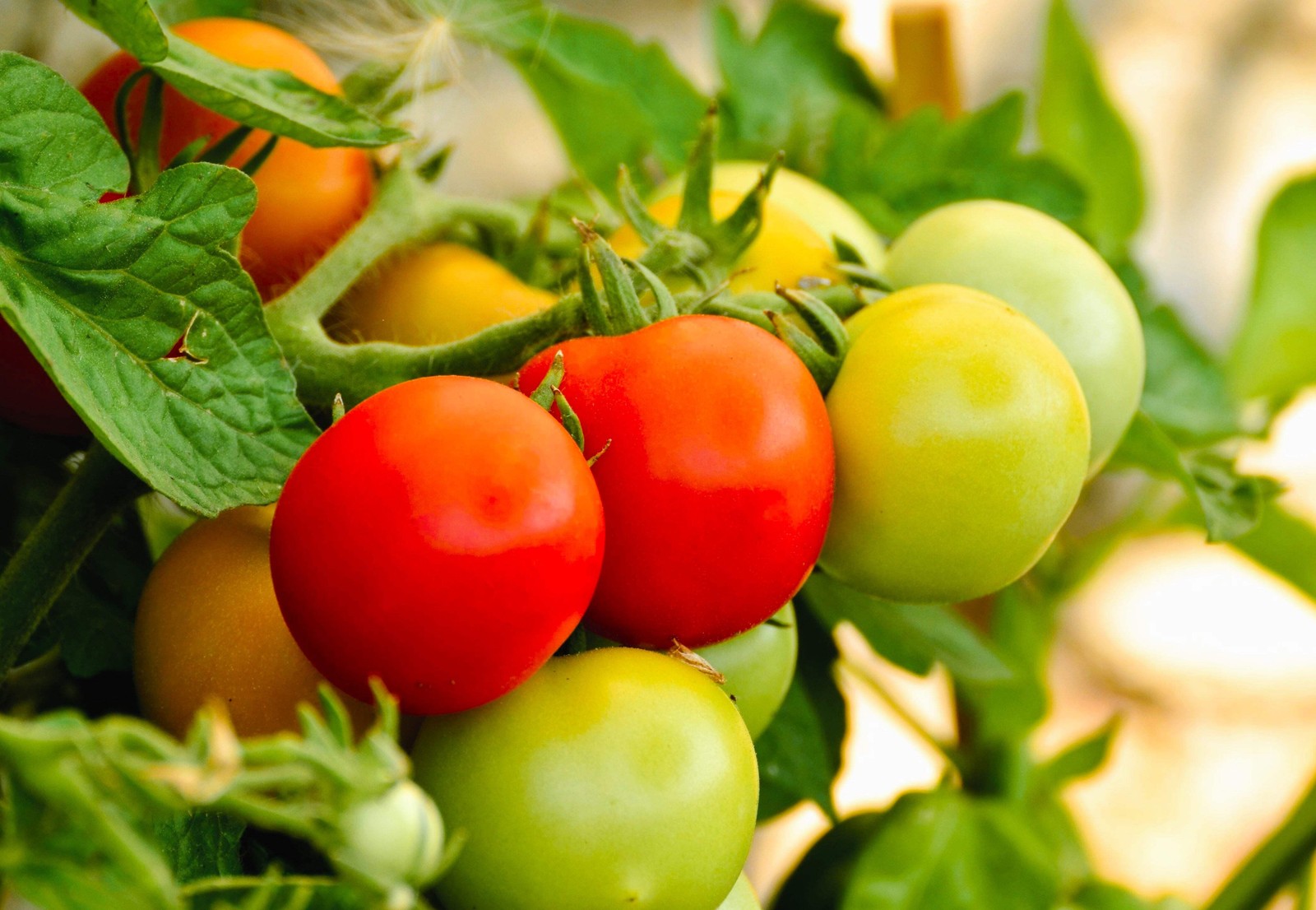 1 Oz Bulk ITALIAN TREE TOMATO ‘Trip L Crop’ Seeds – 1 Ounce = Approx 9500 Seeds
