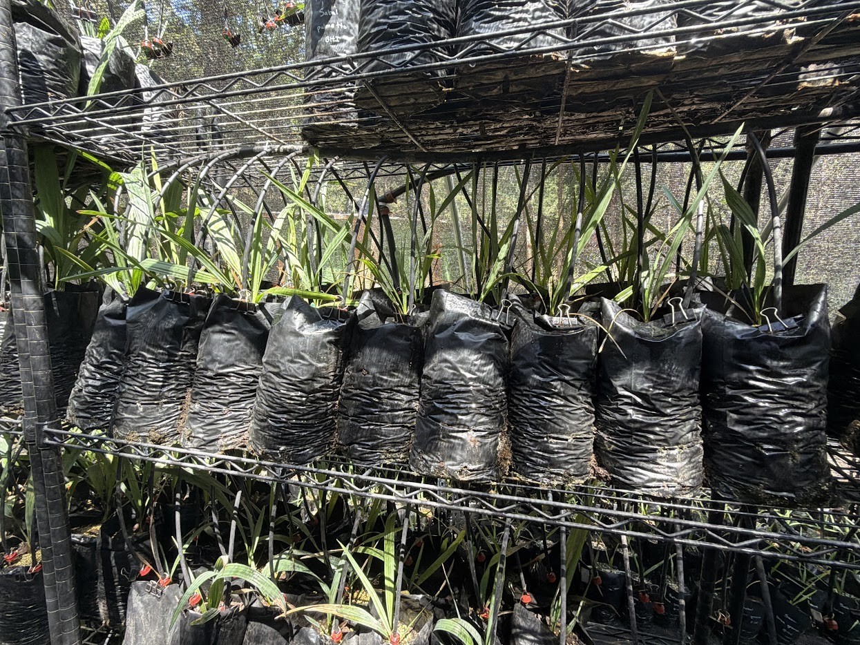 Sabal lisa palm – Extremely Rare Collector Palm | 1 Gallon Size |