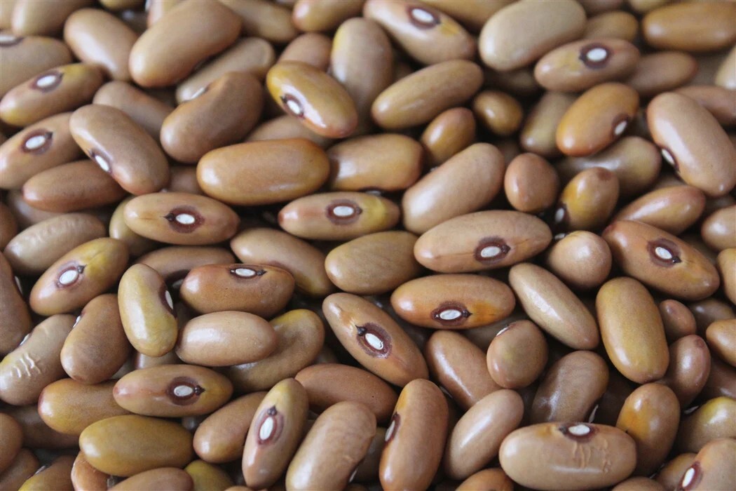 Organic Ireland Creek Annie heirloom dry bean 25 seeds!
