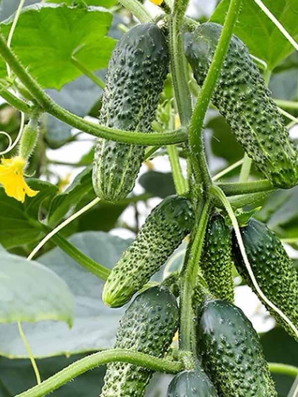 25 Seeds Cucumber Amour F1 ORIGINAL Bejo Zaden Netherlands семена огурец Amur