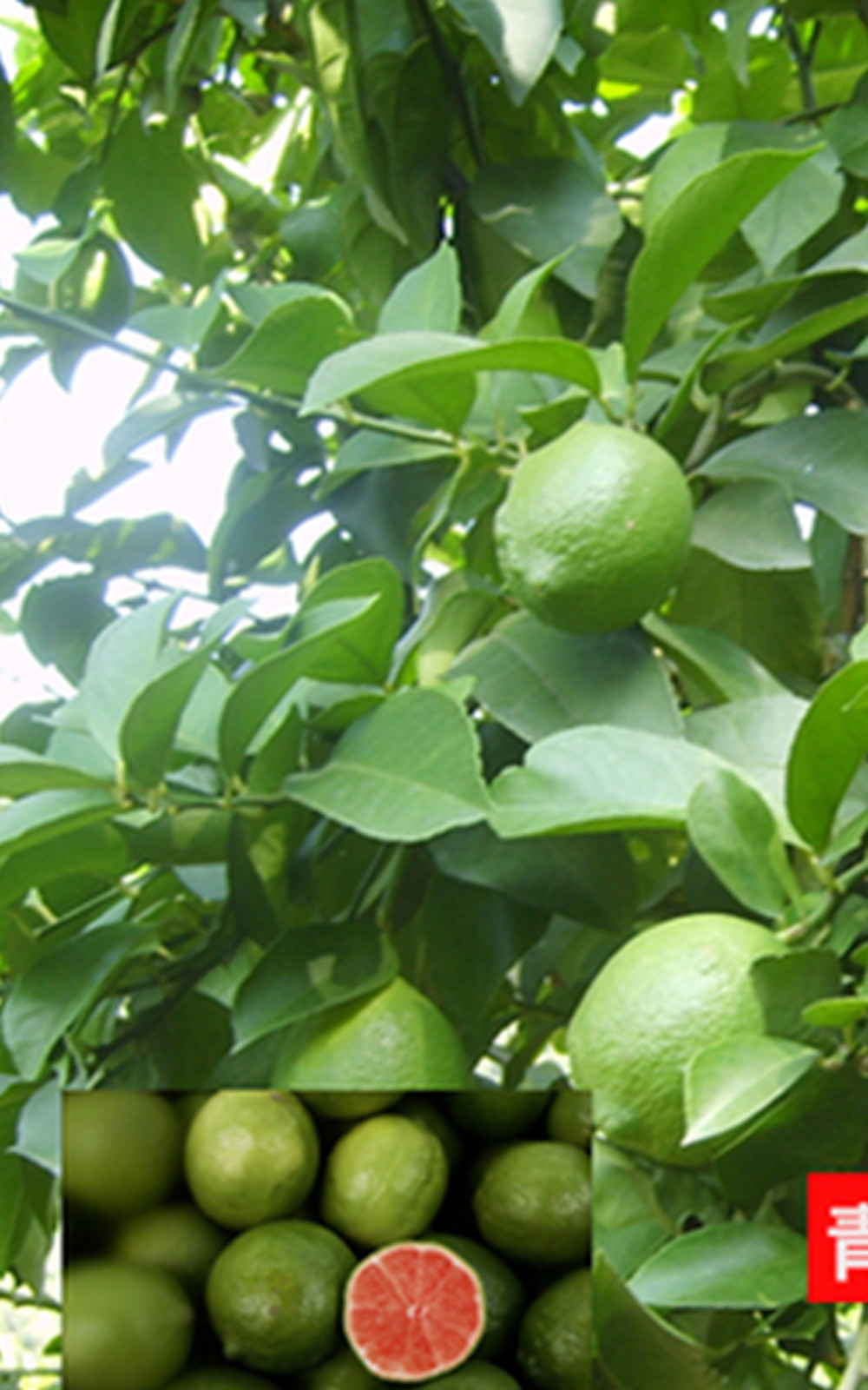 20 SEED PACK for Germination of Yellow Lemon Green Lime plant bush flower garden