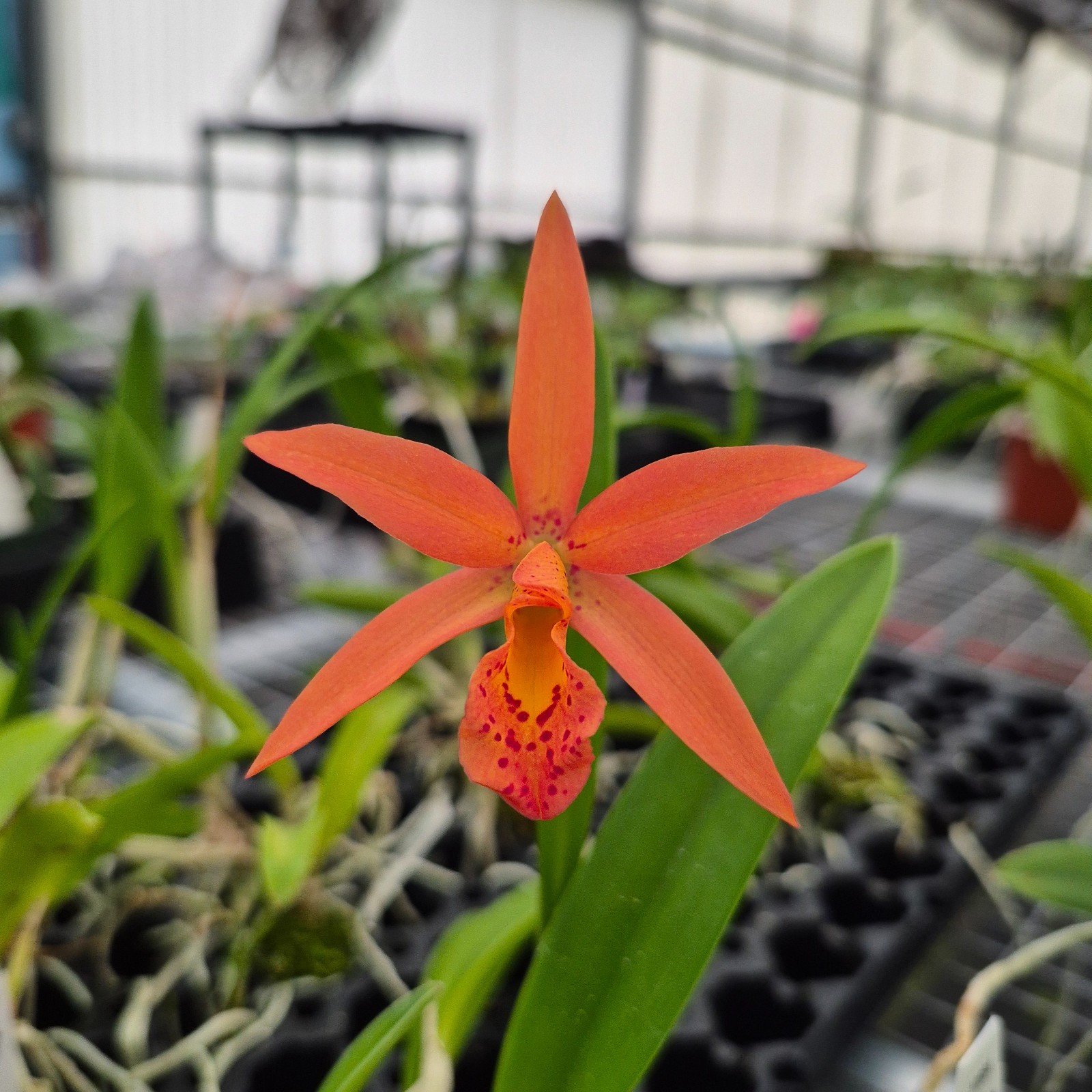 BC. Richard Mueller 4N x Cattleya orchidglade very nice plants all in spike!!!