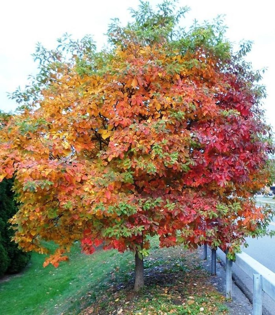 1 Sassafras Tree 12-24″ Tall Sassafras albidum Bare Root