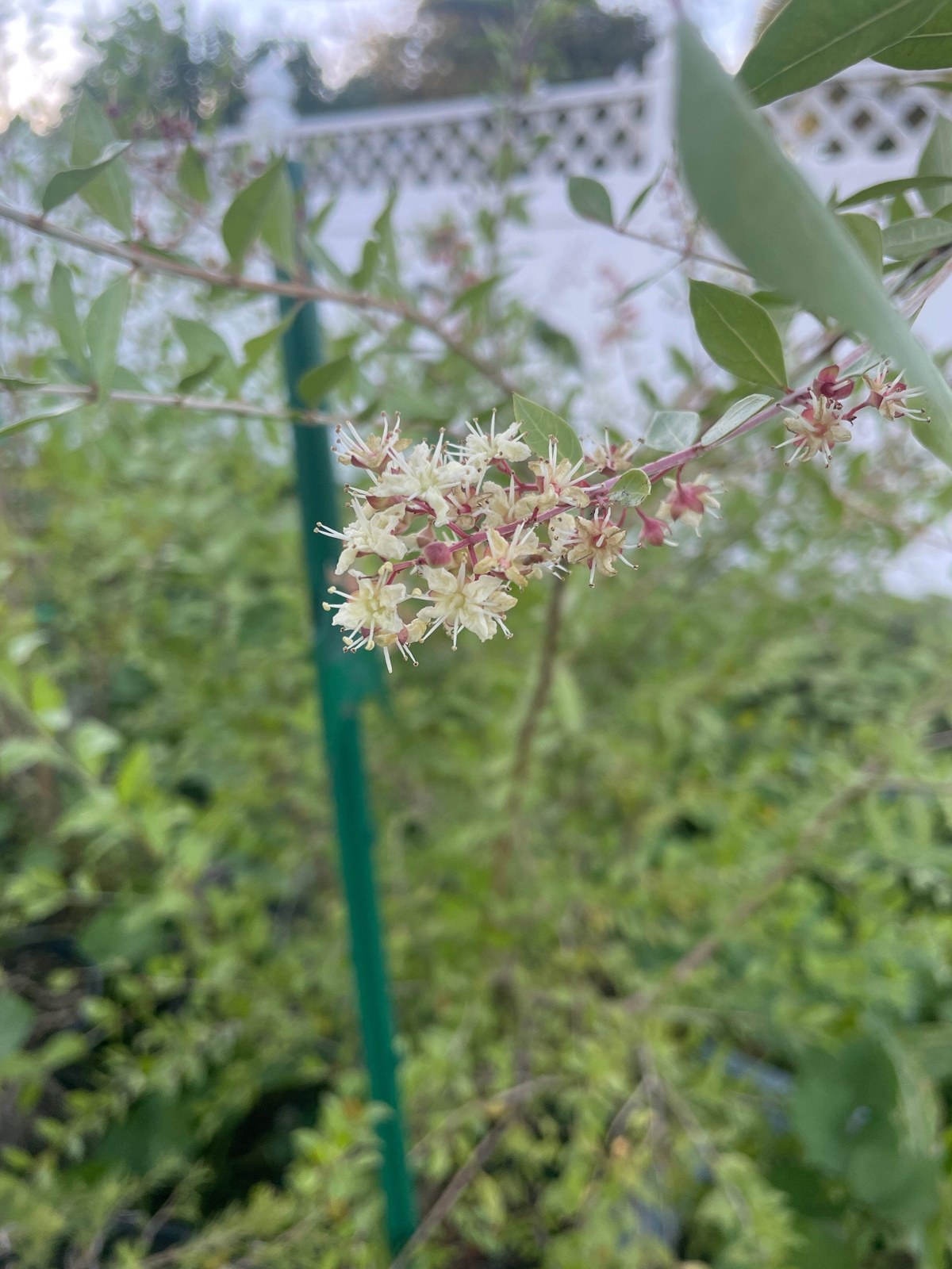 Henna Starter Plant – Lawsonia Inermis Easily Make Your Own Natural Ink For Art