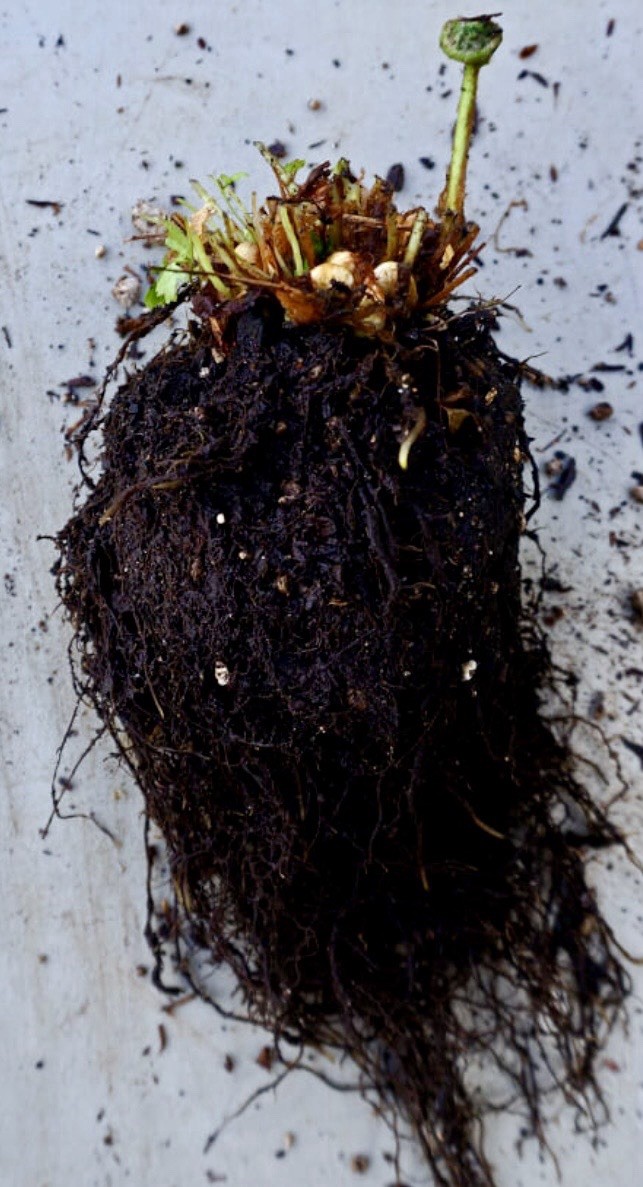 10 Lady Fern Rhizomes Live Roots Very Easy to Grow Deer Resistant Zones 3–9