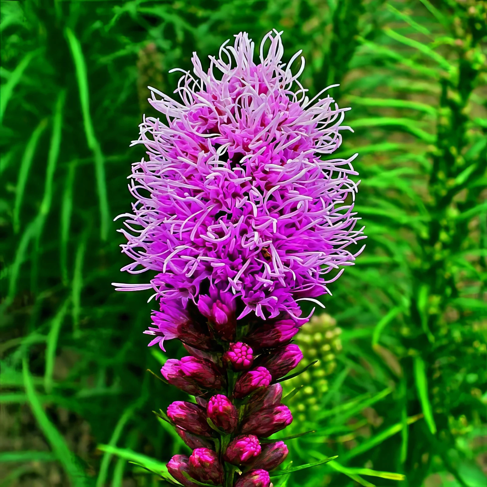 50 PURPLE BLAZING STAR FLOWER SEEDS Liatris spicata Cold Hardy-3 Butterfly Plant