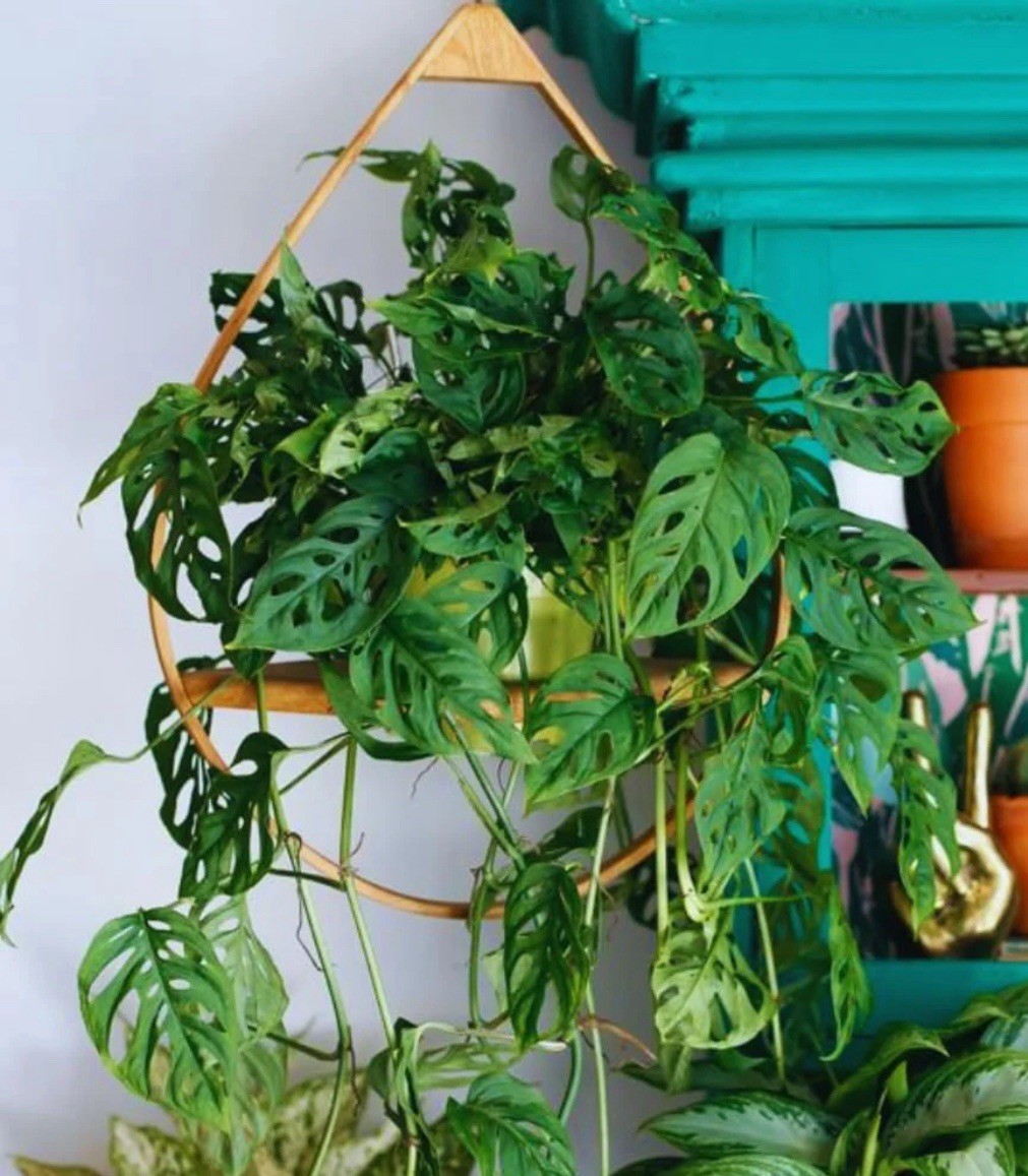 MONSTERA ADANSONII SWISS CHEESE ROOTED LIVE PLANT