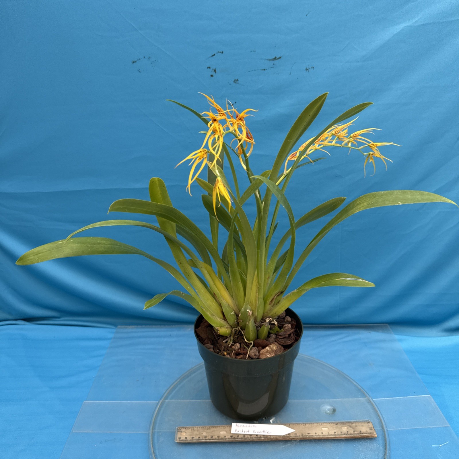 Brassia Bridget Beattie (Brs. aurantiaca x pozoi) Orchid Hybrid 7” Pot (IM40)