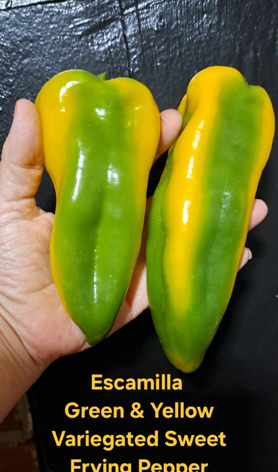 Green & Yellow Variegated Sweet Italian Pepper
