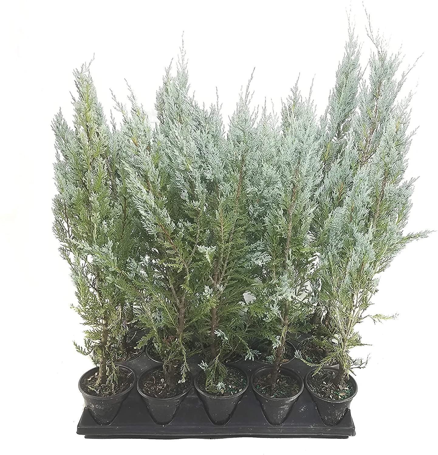 Juniper Moonglow | 4 Inch | Juniperus scopulorum | Groundcover | Erosion Control