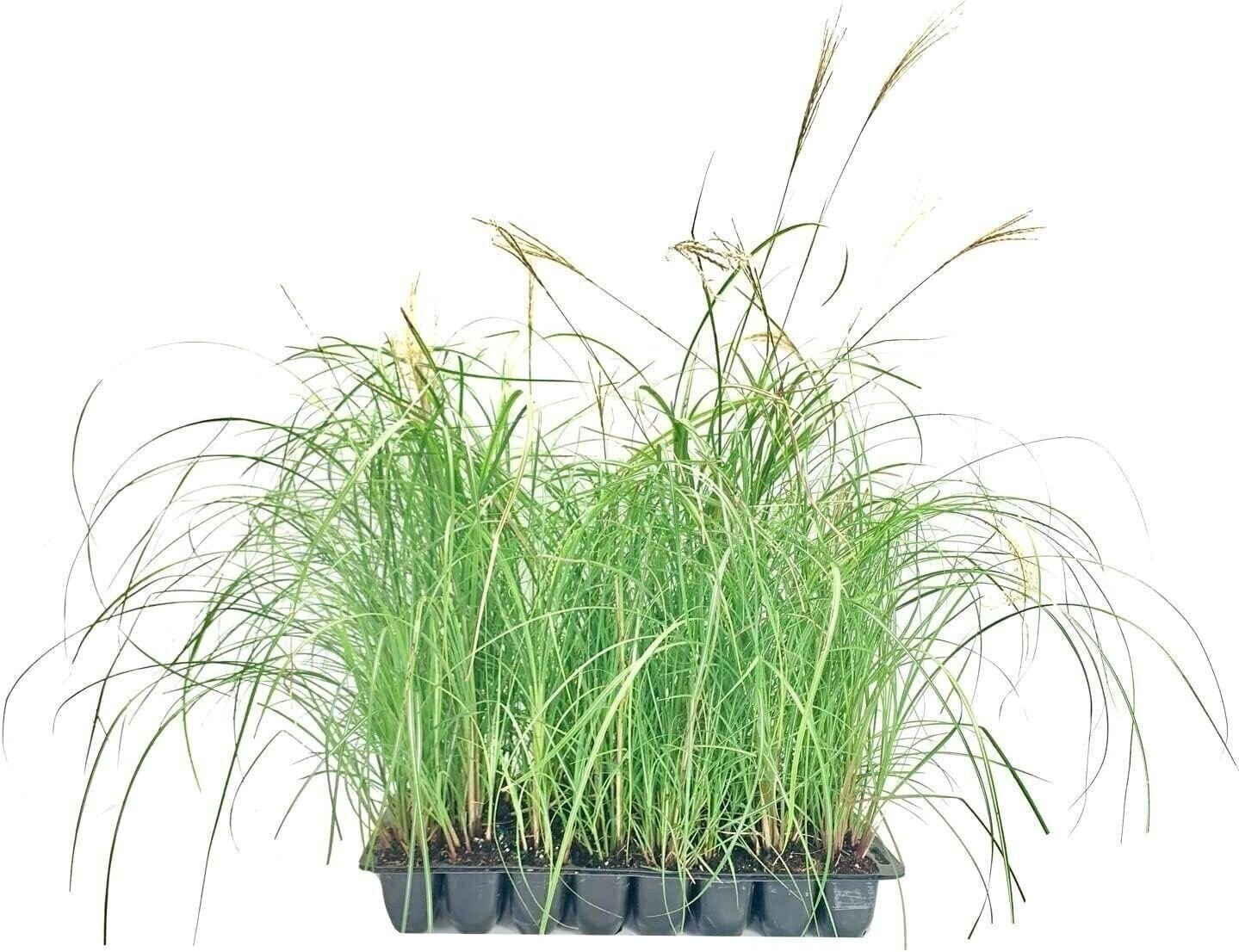 Adagio Maiden Grass | 2 Inch | Miscanthus sinensis | Ornamental Grass Plant