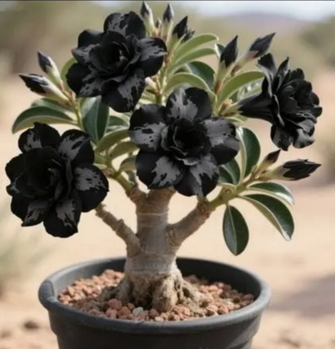 Dark Matter Desert Rose Adenium Obesum SMALL Rooted Seedling Plant 4”-6”
