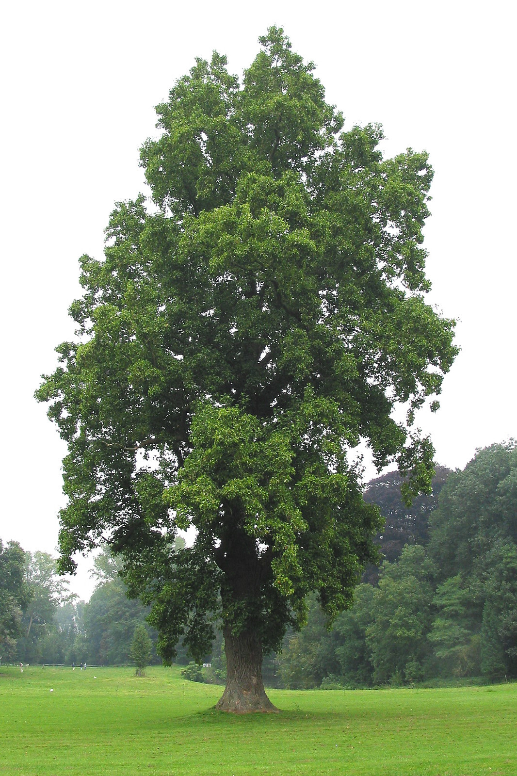 Tulip Poplar | Small Tree Seedling | The Jonsteen Company