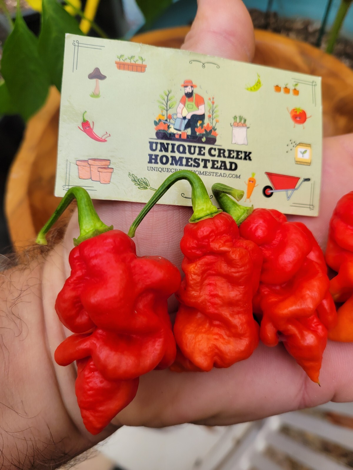 RED X Pepper Seeds Super Hot 1,000,000+ Scoville SHU Unique Creek