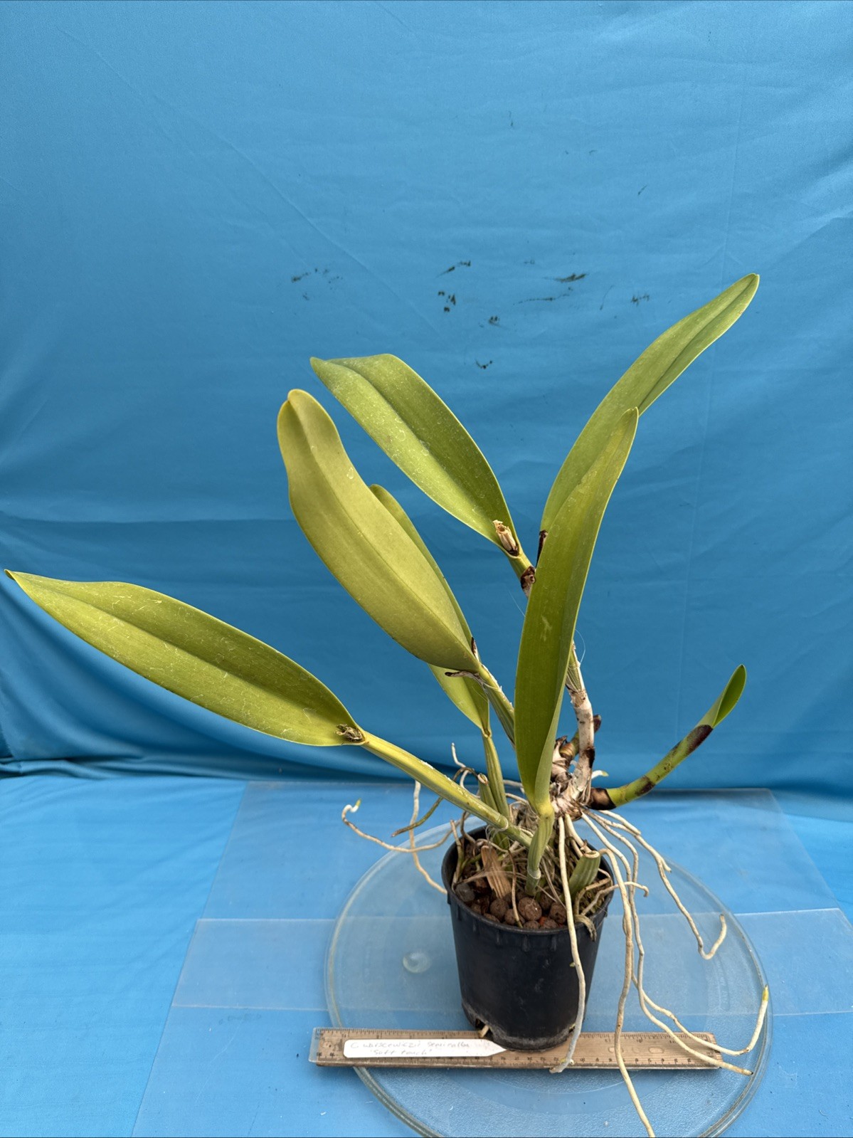 Cattleya warscewiczii S/A Purple White ‘Soft Touch’ Orchid Eros Species 5.5” Pot