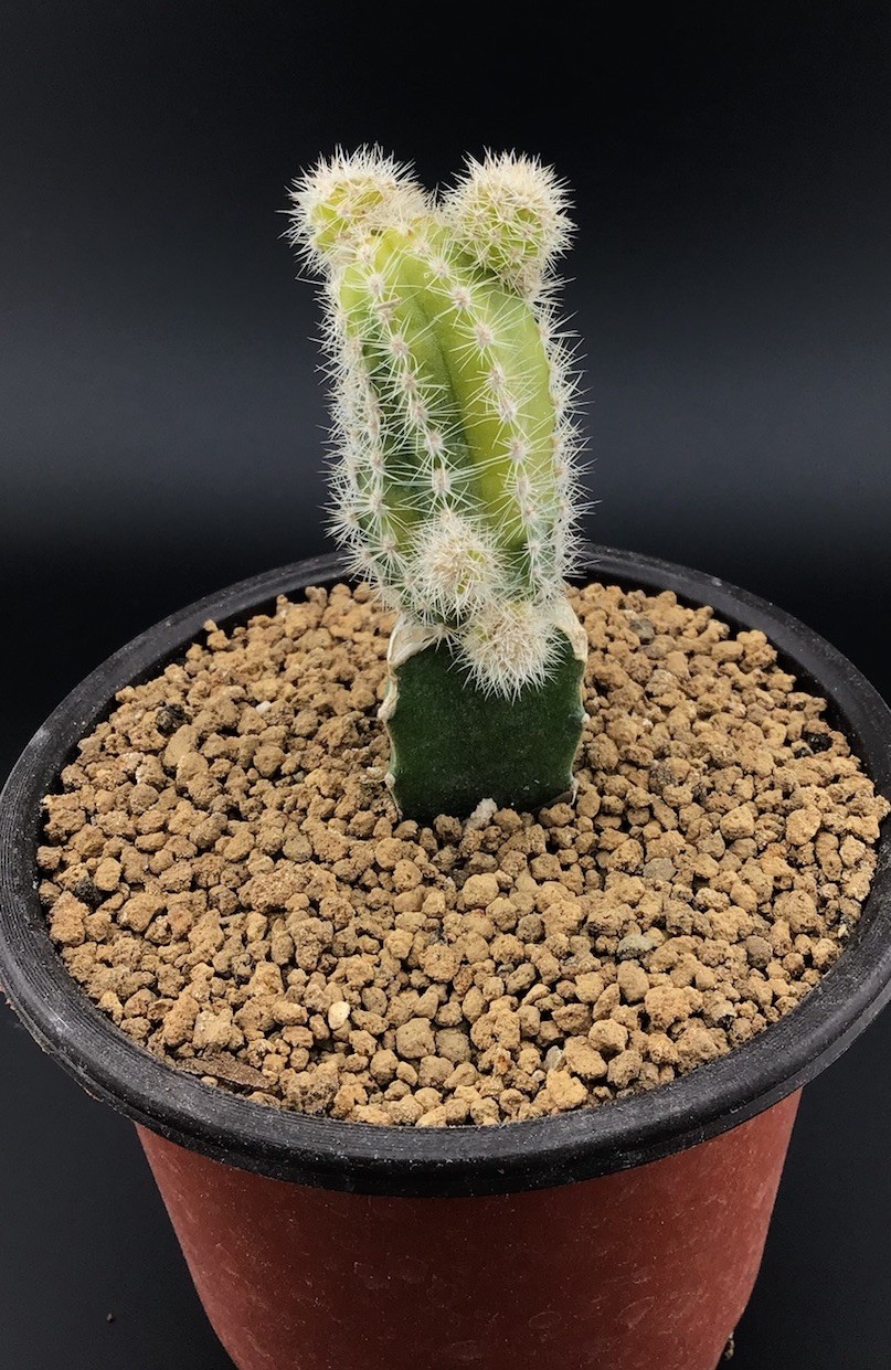 Yellow & Green Echinopsis Peanut Cactus Grafted Live Plant FREE SHIPPING
