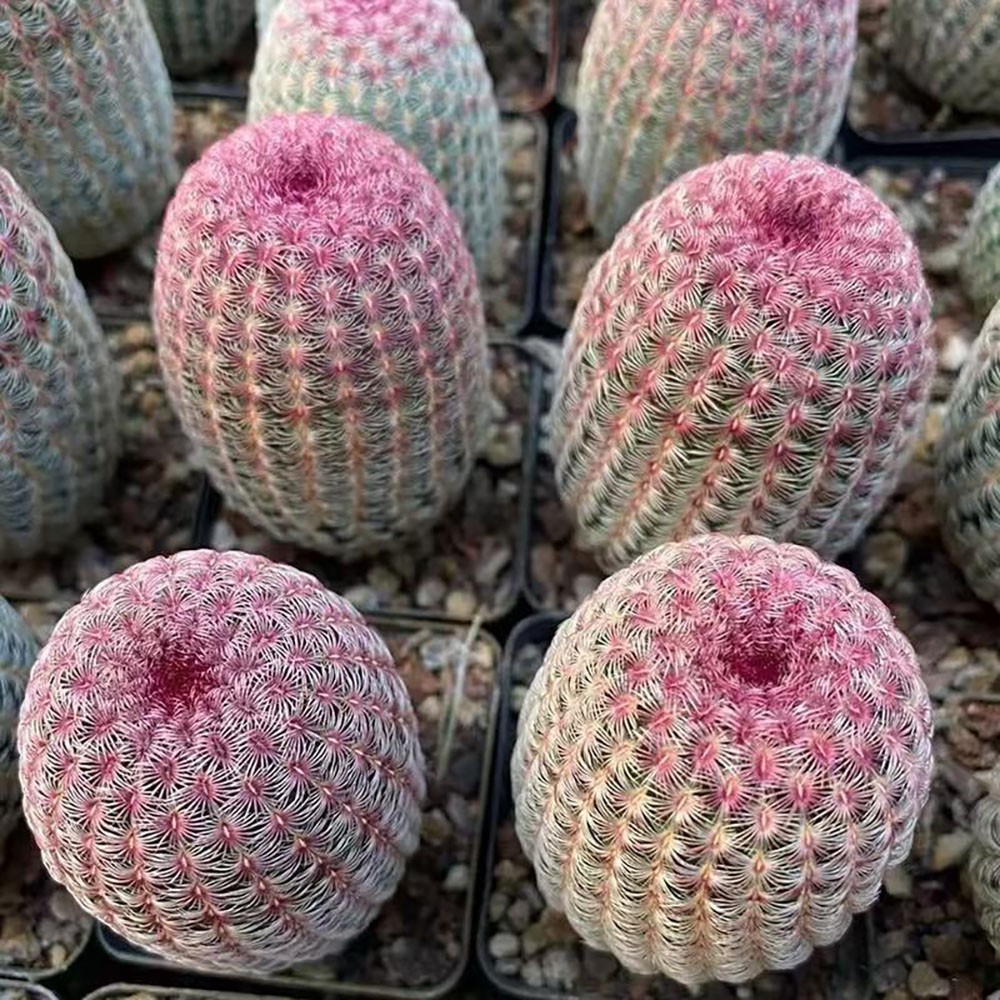 Echinocereus rigidissmus rubispinus Rainbow Hedgehog Cactus Succulent Plants