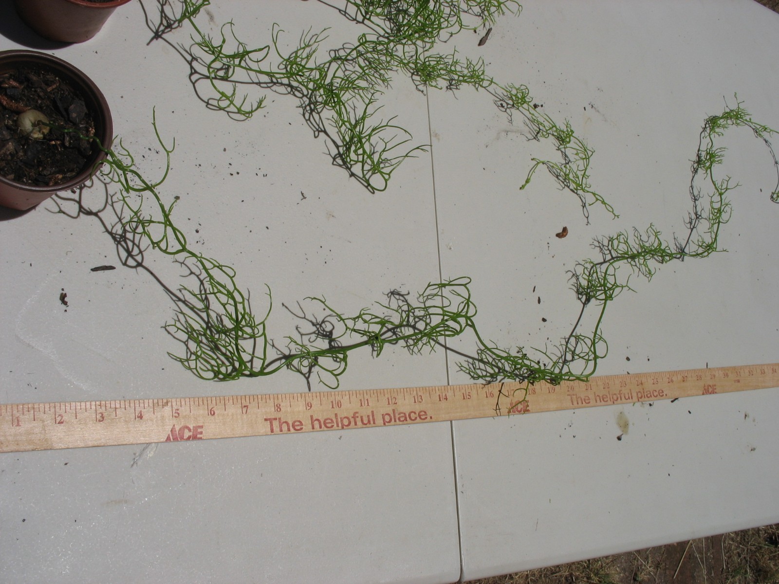 Bowiea volubilis SEA ONION BULB w/climbing vine 1 bulb Healthy Succulent RARE
