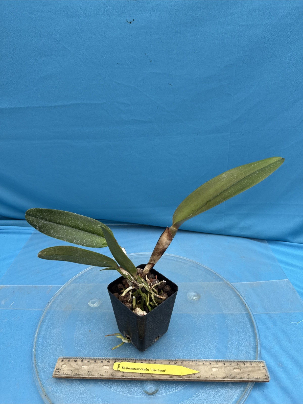 Rlc Hausermann’s Starfire ‘Times Square’ Red Gold Mericlone Orchid 4” Pot