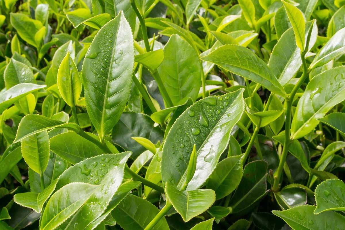 15 Tea Plant Seeds (Camellia Sinensis) – green Tea Tree Seeds for Planting