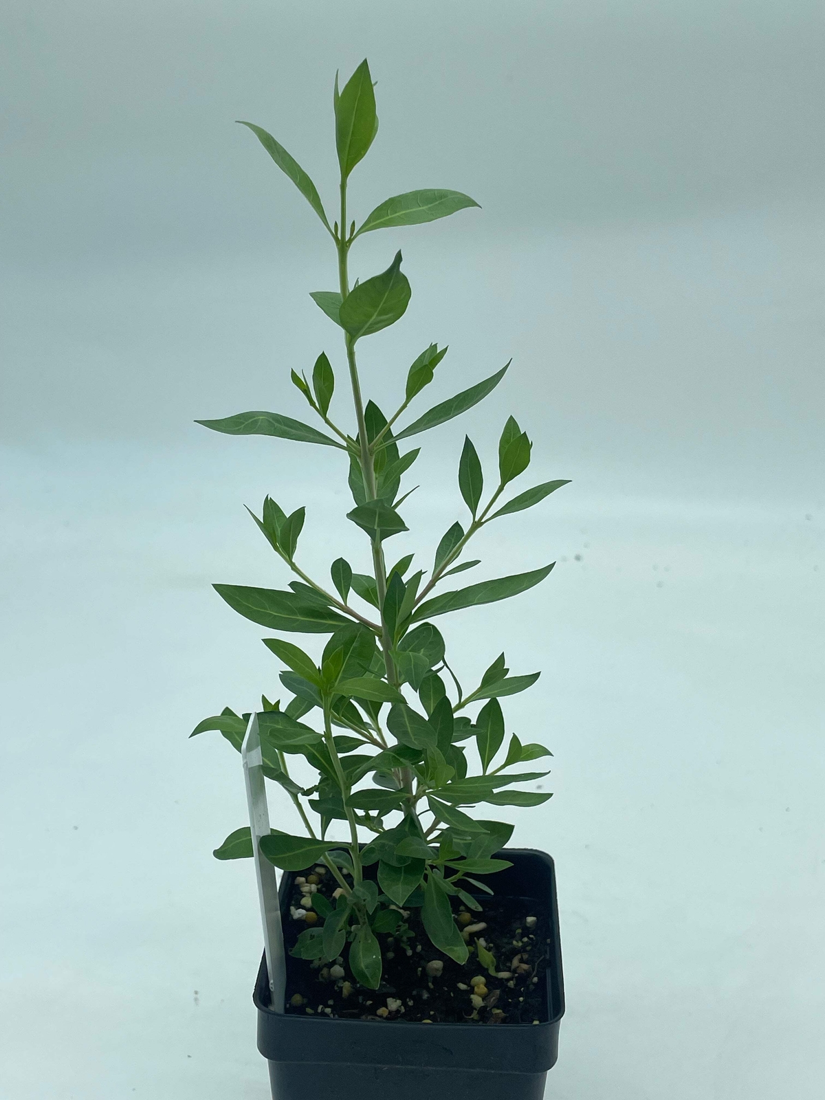 Henna Starter Plant – Lawsonia Inermis Easily Make Your Own Natural Ink For Art