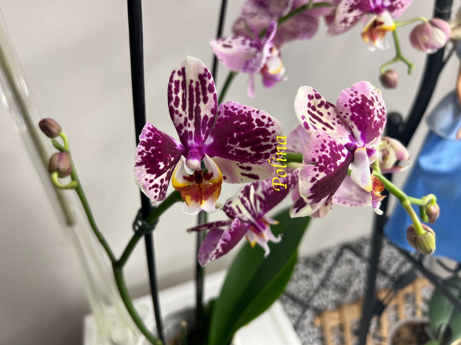 Phalaenopsis Orchid in bloom ‘Dtps I-Hsin Fantastic World’ – large blooms 2stems