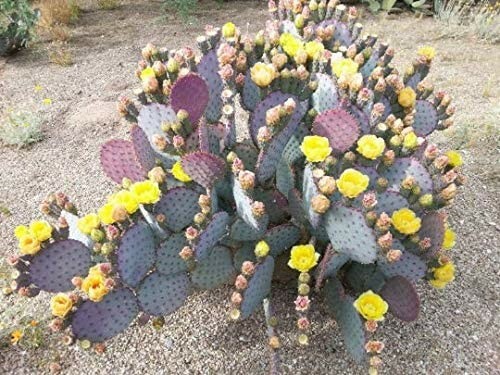 Cactus Santa Rita Purple Prickly Pear Opuntias (3 cuttings)