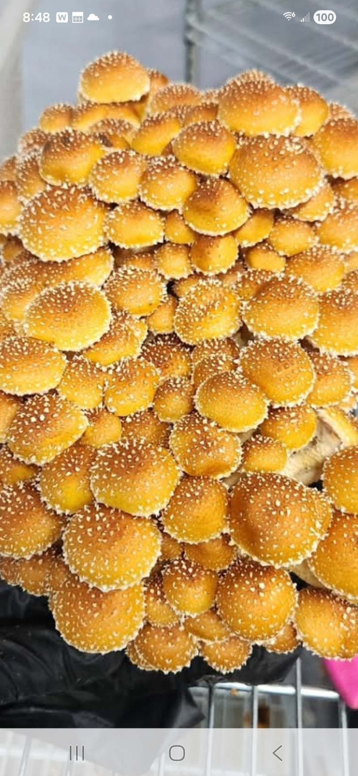 Ultimate 10 Mushroom Liquid Culture Variety Pack