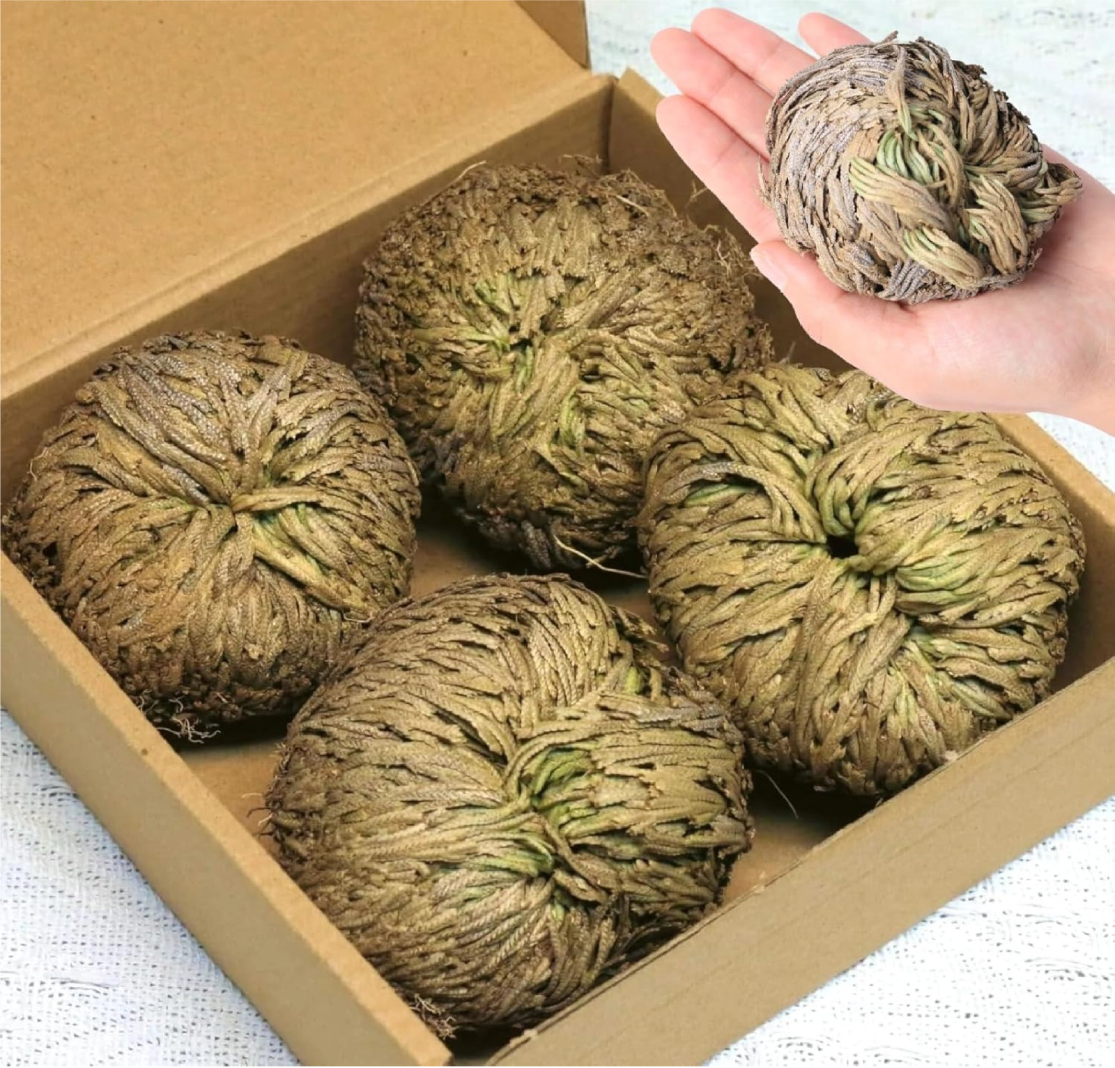 4-Pack Large Premium Dried Rose of Jericho, Selaginella Resurrection 4Pcs