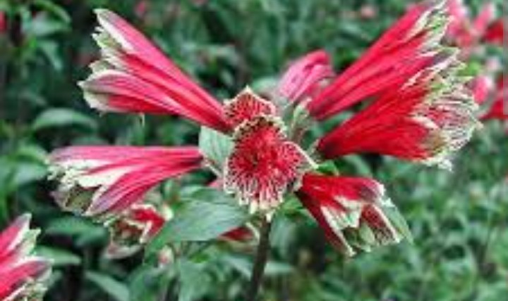 120 Peruvian Parrot Lily Hummingbird Flower Alstroemeria Psittacine Tubers