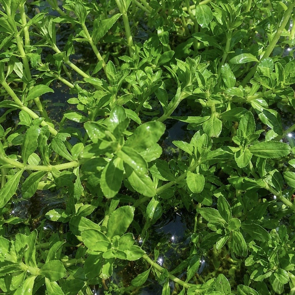 A Bunch Rice paddy herb Limnophila Live Aquarium Plant Buy 2 Get 1 Free