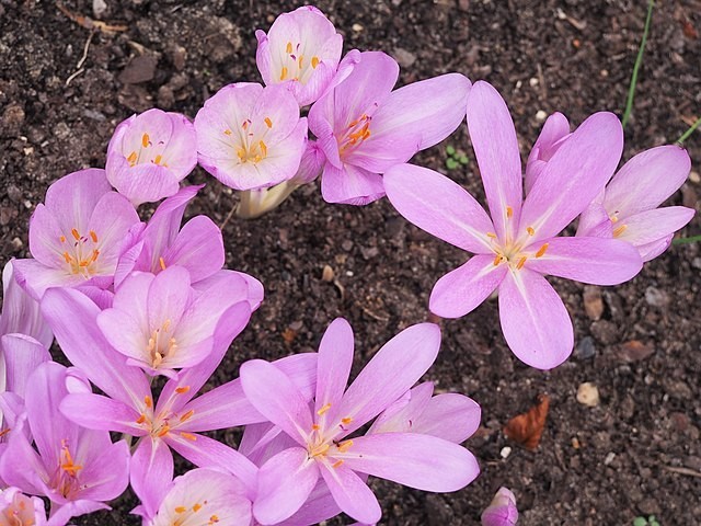 Colchicum autumnale | Autumn Crocus | 20 Seeds