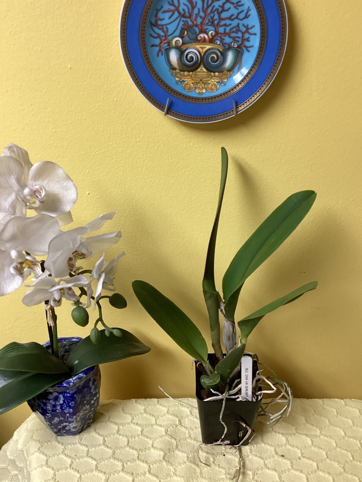 Live Orchid plant—Rlc. Chia Lin ‘Sun Light’