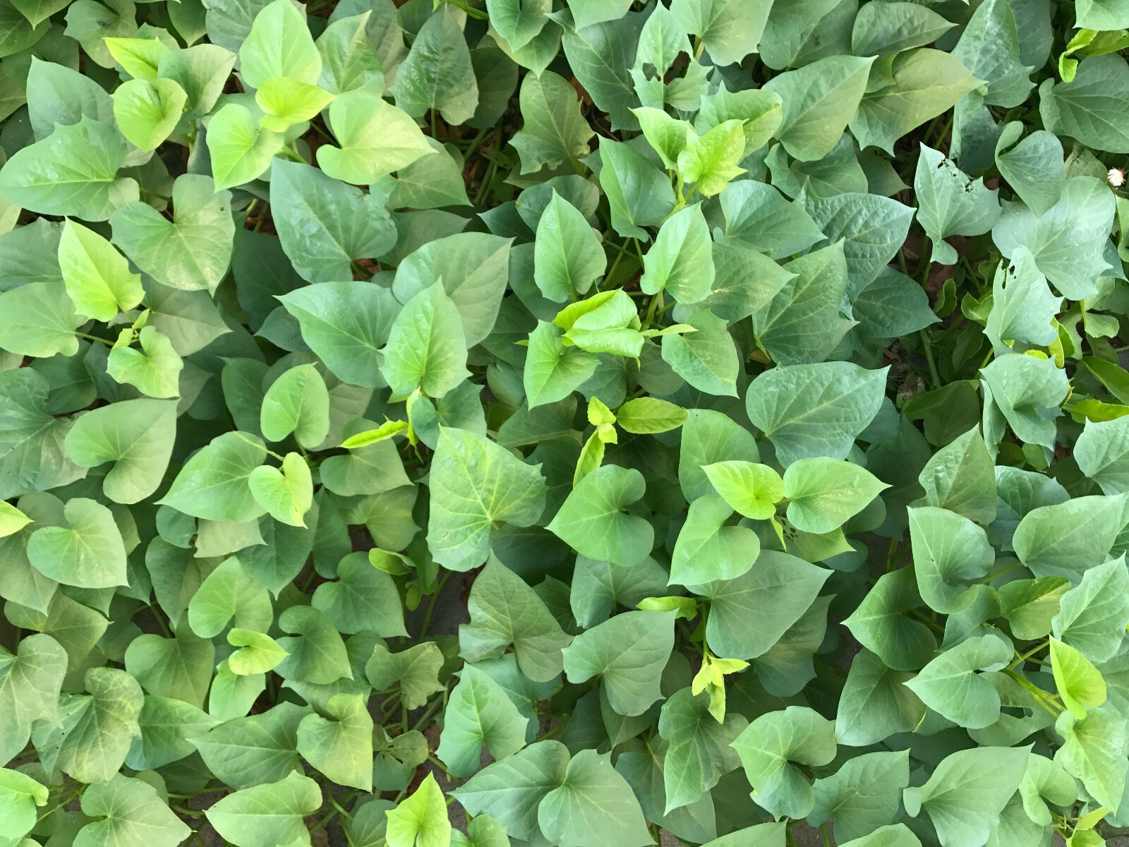 10 Fresh Edible Sweet Potato Plant Vine Cuttings, Beauregard Sweet Potato slips