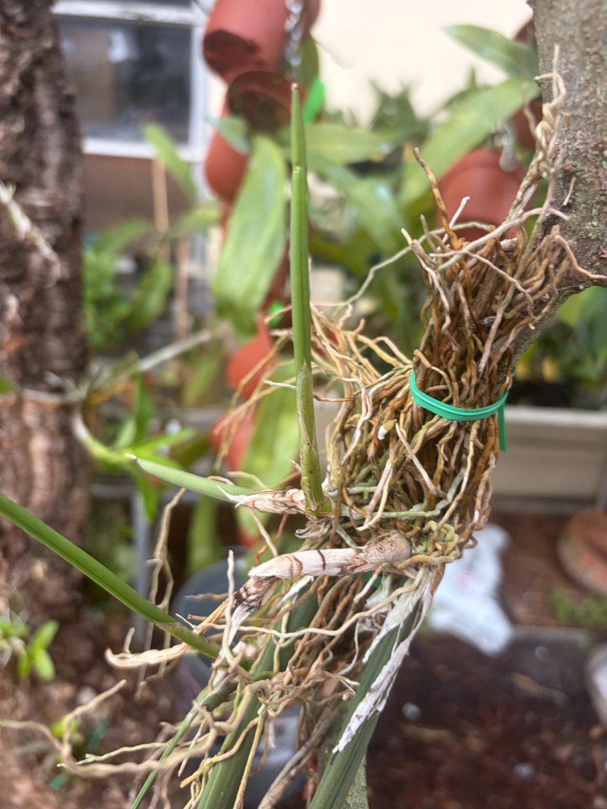 Oncidium (Trichocentrum) cebolleta Orchid Plant Mounted