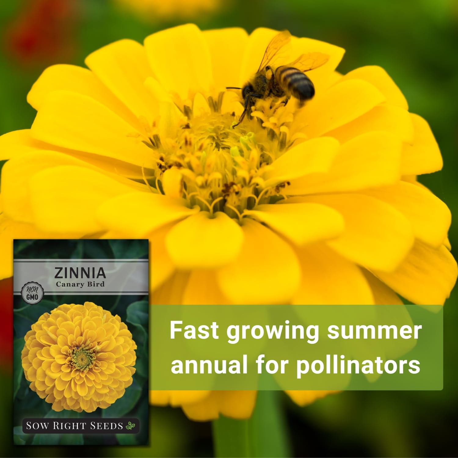 Canary Bird Zinnia Seeds For Planting Large Yellow Annual Blooms Non-GMO Cut