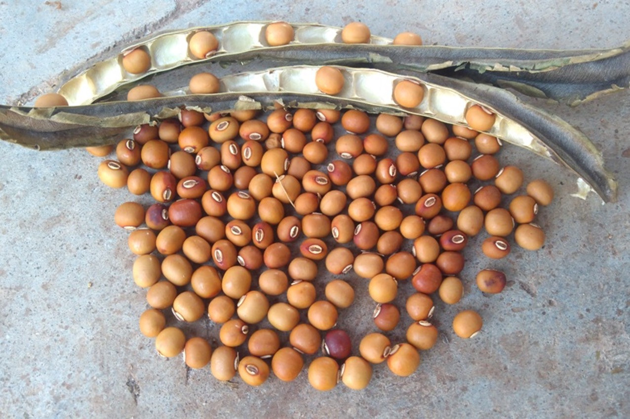 Winged Bean / Dragon Bean / Seeds (25) / HEAT TOLERANT POLE / RARE / Easy