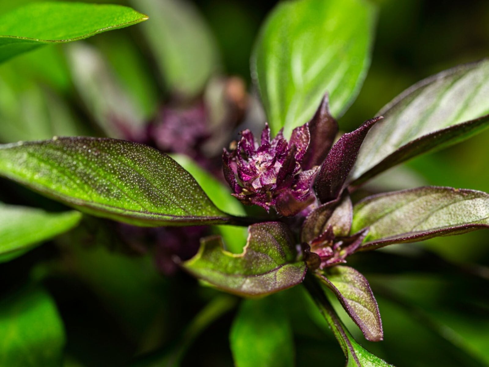 Thai Basil Seeds 150+ Ocimum basilicum Khmer Chi Neang Vorng (Anise Licorice)